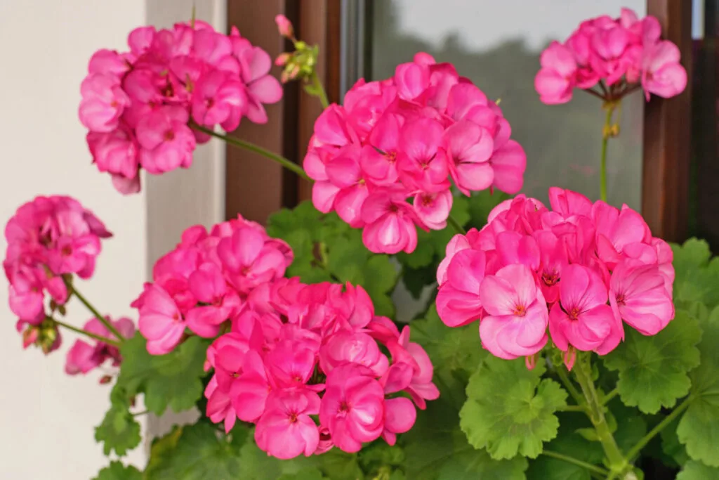 Geraniums / Photo: Depositphotos