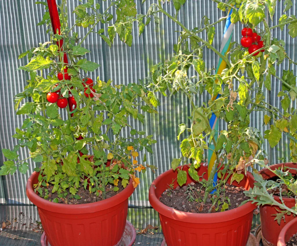 Balcony tomatoes / Photo: Depositphotos