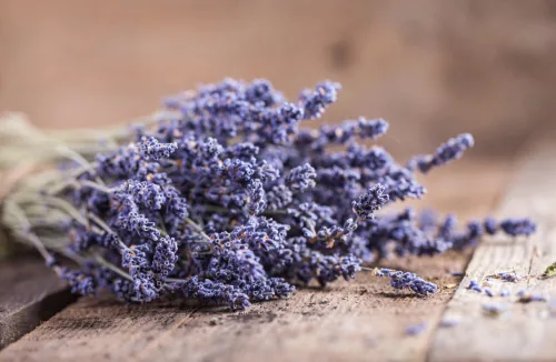 How to Use Spent Lavender Blooms and Make Homemade Fabric Softener Quickly