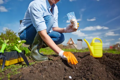 The gardening season isn’t over, here’s what you can still plant
