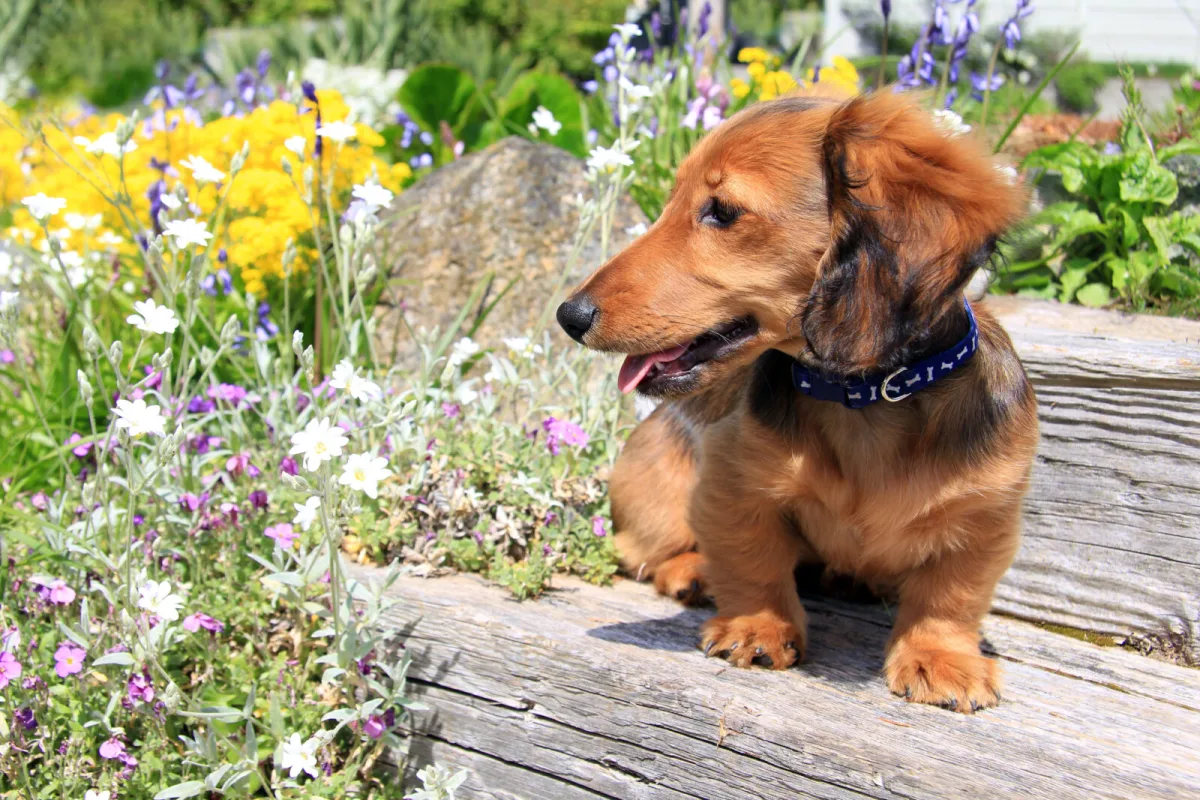 Dog Waste Never Belongs in Home Compost and the Reason Is Crucial