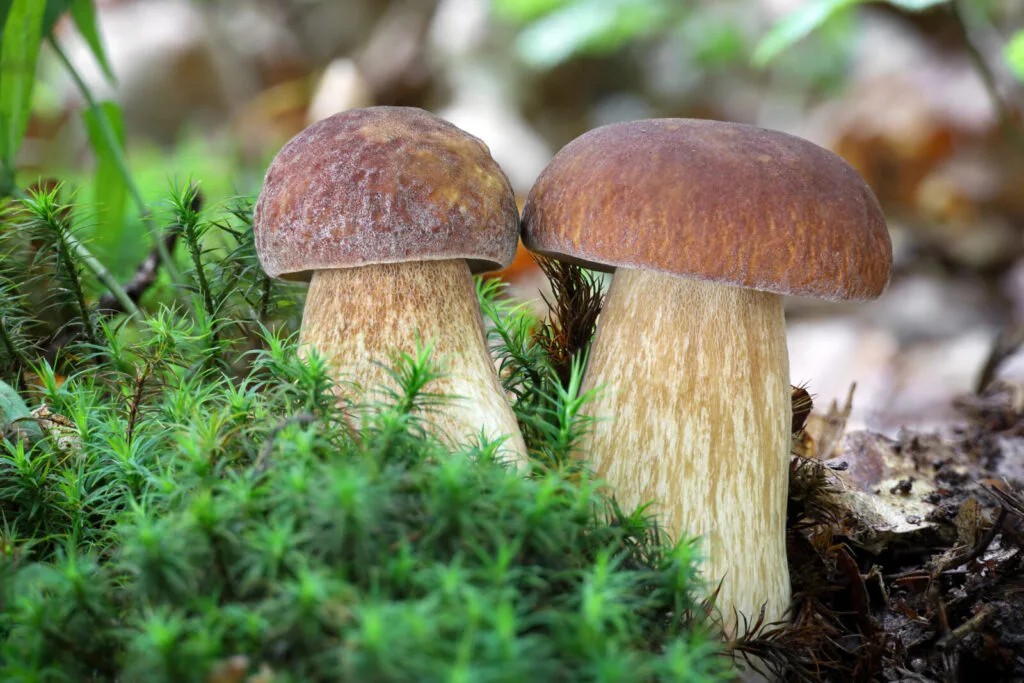 Oak bolete / Photo: Depositphotos