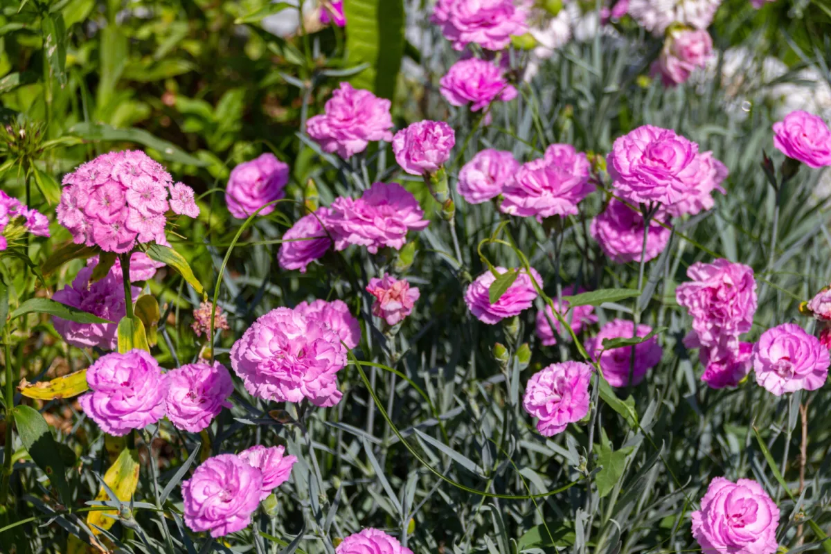 Nejlikor tillbaka i rampljuset lättskötta blommor för vas och trädgård