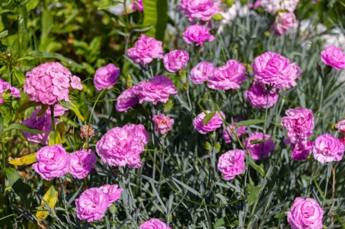Cravos de volta ao destaque, flores fáceis para jarra e jardim