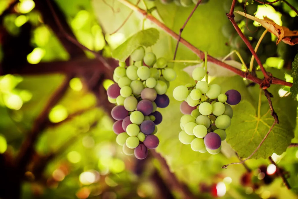 Grapevine / Photo: Depositphotos