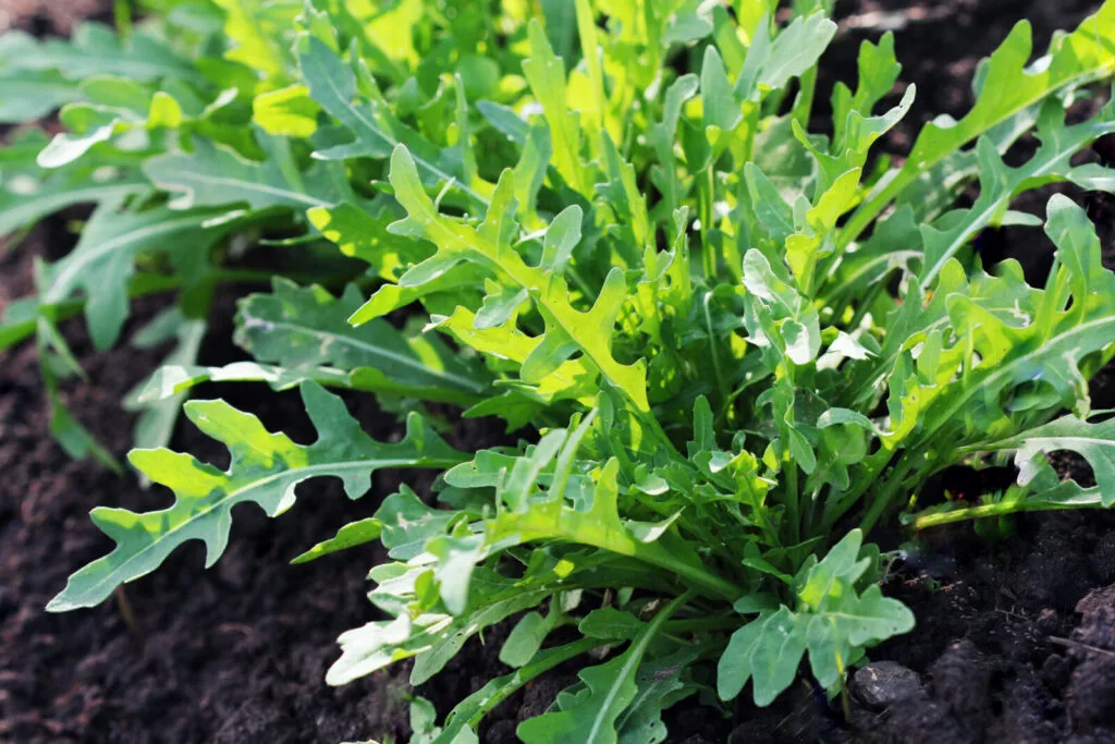 Roquette