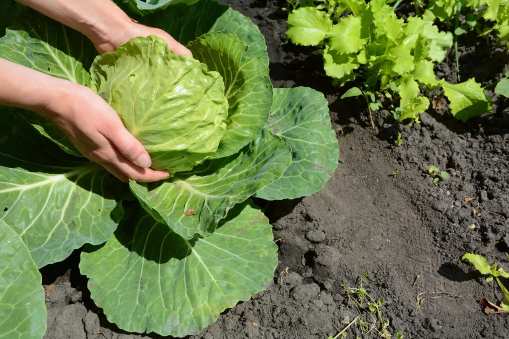 Cabbage growing / Depositphotos