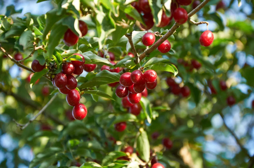 Cornelian cherry / Depositphotos
