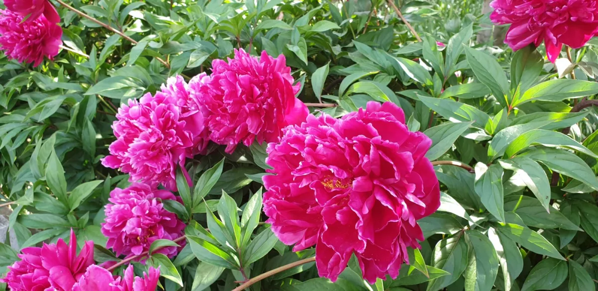 Peonies can be transplanted and September is the ideal time, but one mistake will cost you flowers