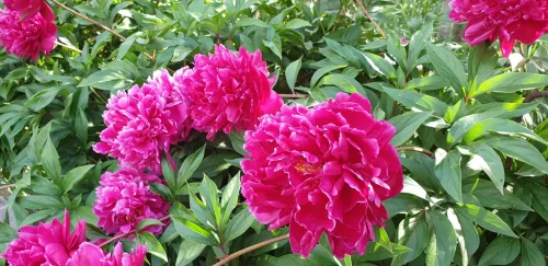 Peonies can be transplanted and September is the ideal time, but one mistake will cost you flowers