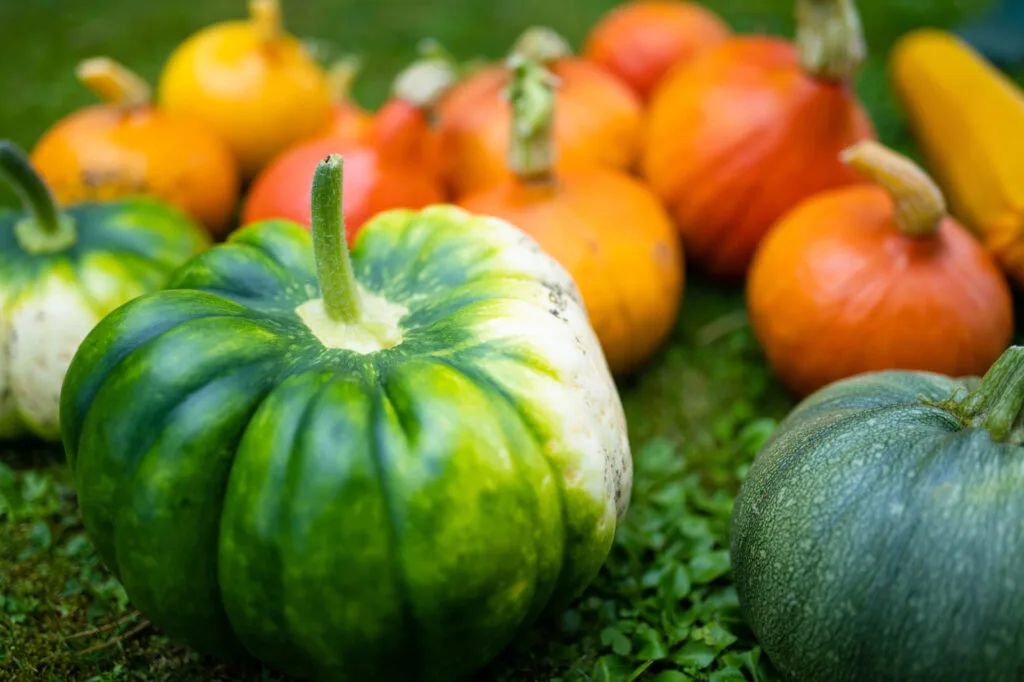 Cosecha de calabazas