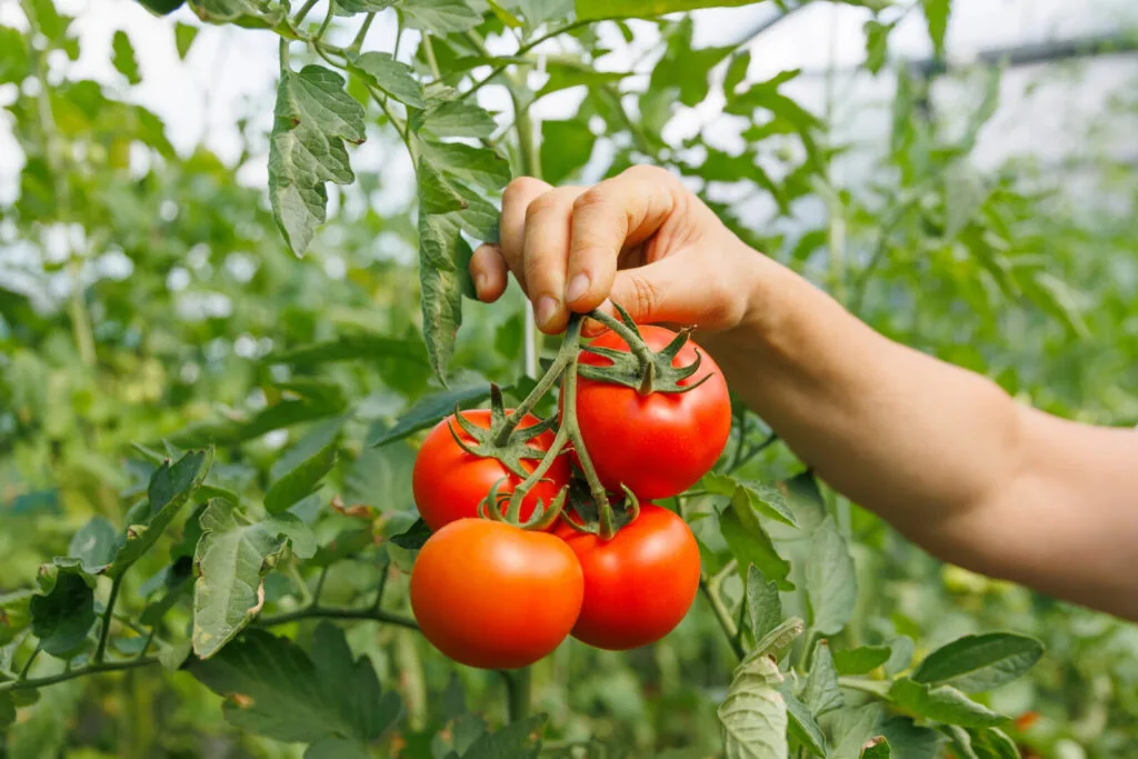 Tomato harvest