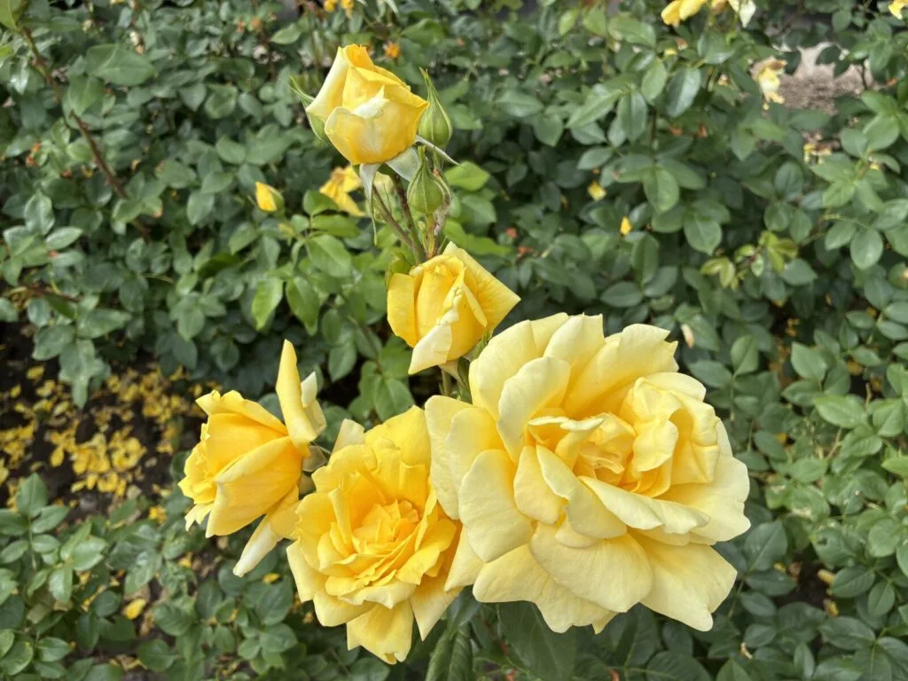 Keltainen ruusu (Rosa) / Kuva: Pestrazahrada.cz