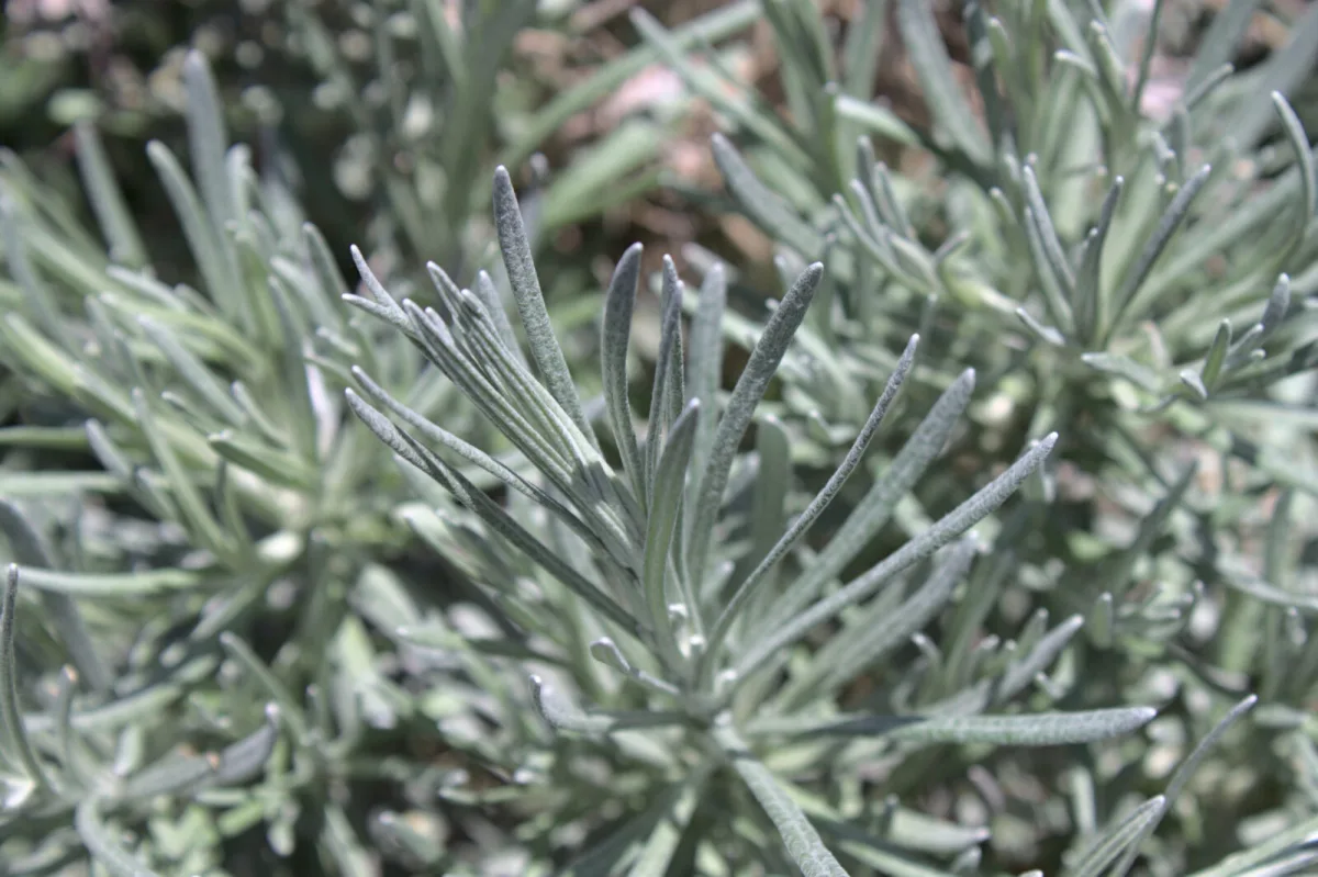When the Soil Is Dry, Its Time Comes A Mediterranean Perennial with Silvery Leaves and a Curry Scent