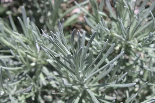 When the Soil Is Dry, Its Time Comes A Mediterranean Perennial with Silvery Leaves and a Curry Scent