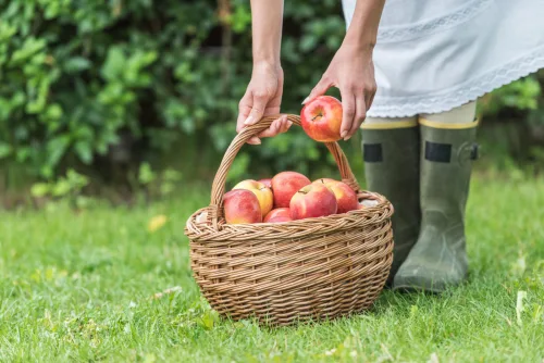 Homegrown apples can keep until Christmas if you follow a few little known rules