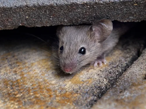 How to Get Rid of Mice and Rats in the House, Loft and Garden Effectively