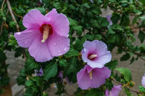 Prune hibiscus in autumn by type because on one it’s a big mistake