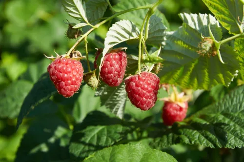 Autumn Raspberry Planting Has a Big Advantage If You Follow Three Rules