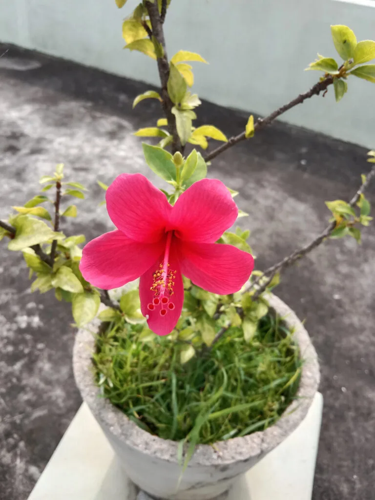Hibiscus en pot / Photo : Depositphotos