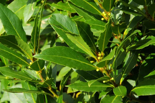 Autumn Care for Bay Laurel Keeps a Healthy, Bushy Shrub Full of Fragrant Leaves for Next Season
