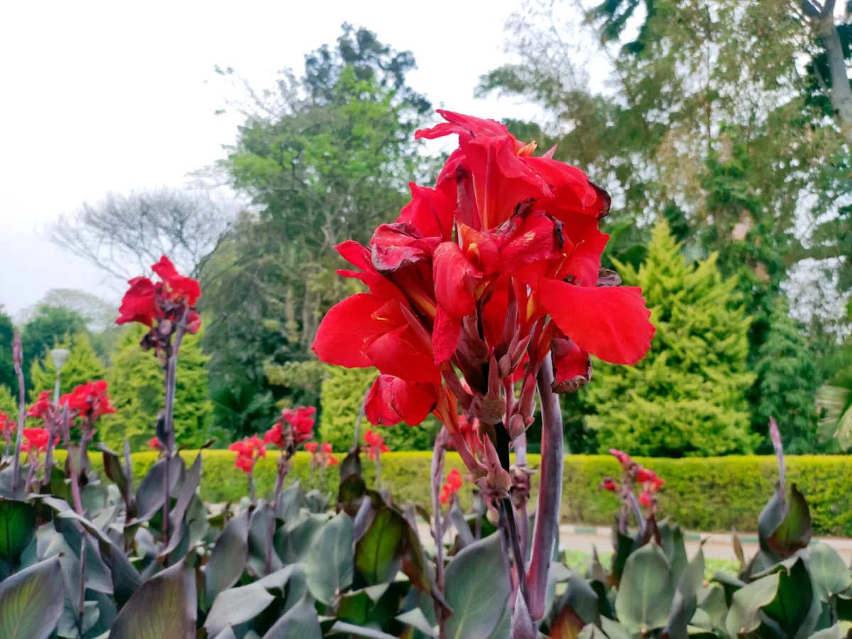 Canna indica / Foto: Depositphotos