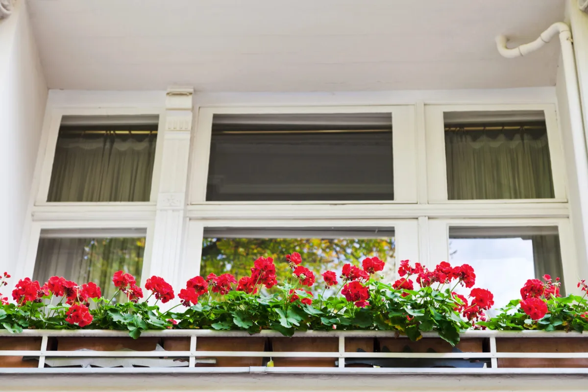 Simply Bringing Balcony Plants Indoors Isn’t Enough