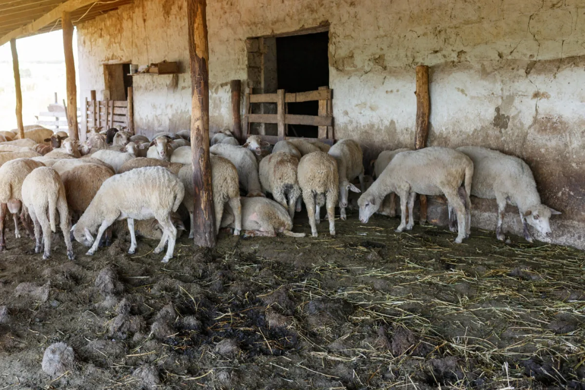 A flock of sheep / Photo: Depositphotos