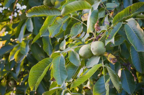 Why the Tree That Feeds a Family for Generations Is Disappearing from Czech Gardens