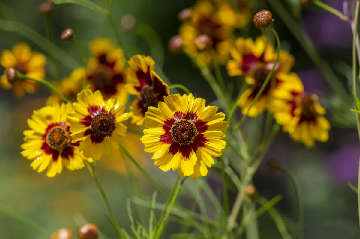 Tickseed / Photo: Depositphotos