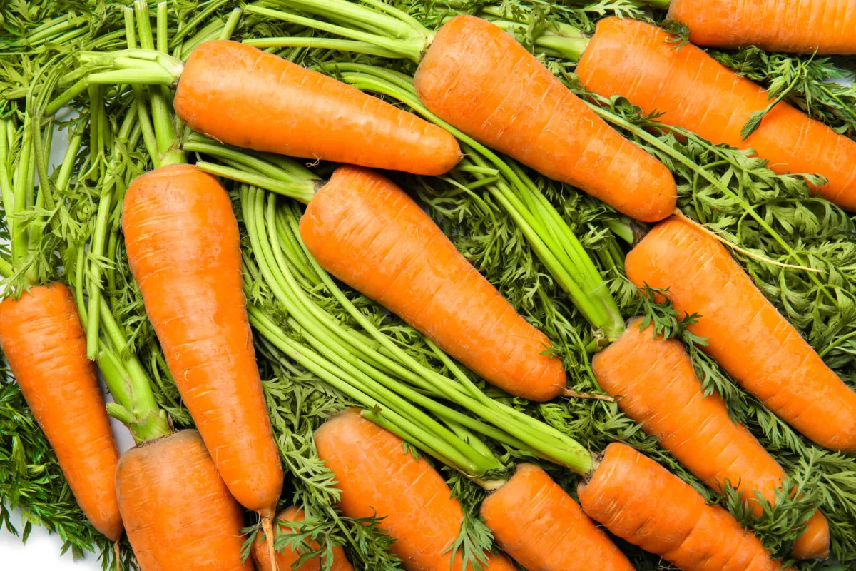 How to Store Carrots for Winter and Why the First Step After Harvest Matters