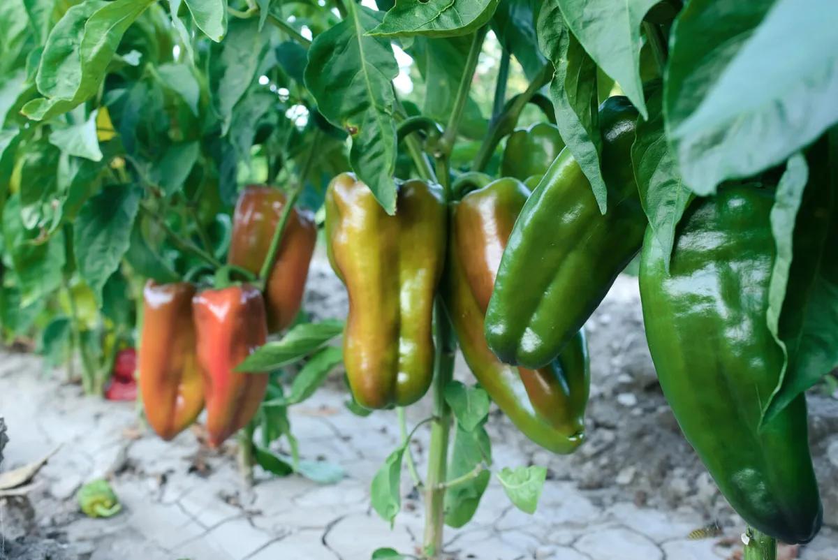 In Autumn, Peppers Race Against Frost, This Simple Trick Helps Them Win