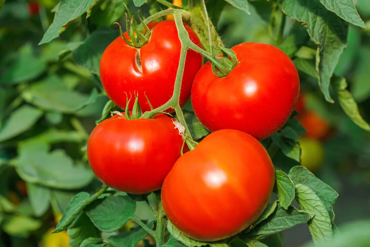 September Tomato Dieback Can Be Reversed With the Right Approach
