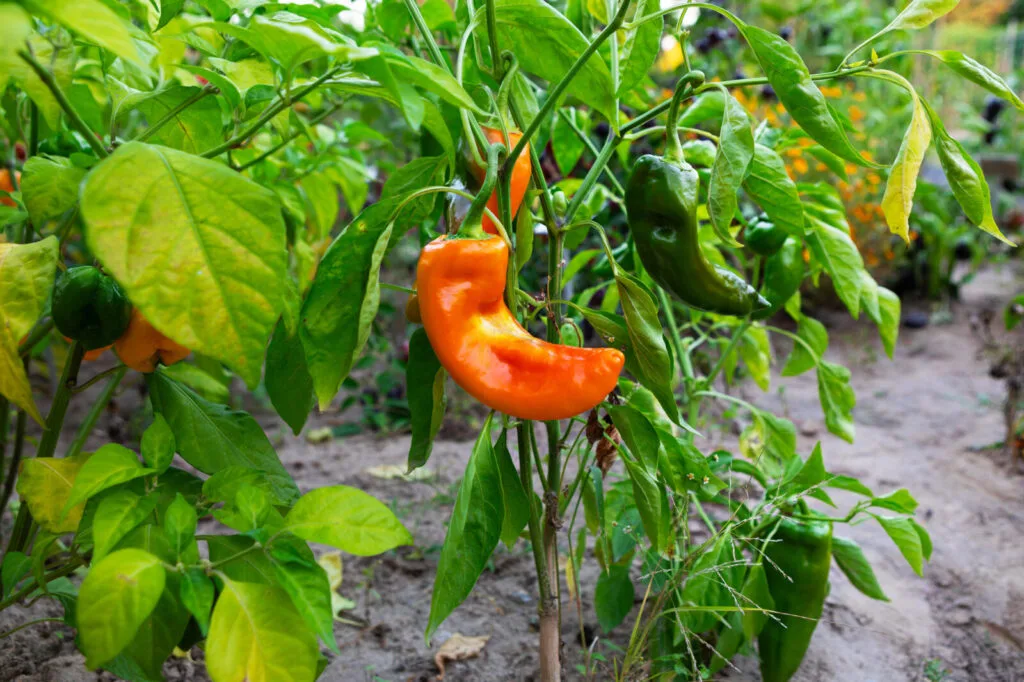 Unripe peppers / Photo: Depositphotos
