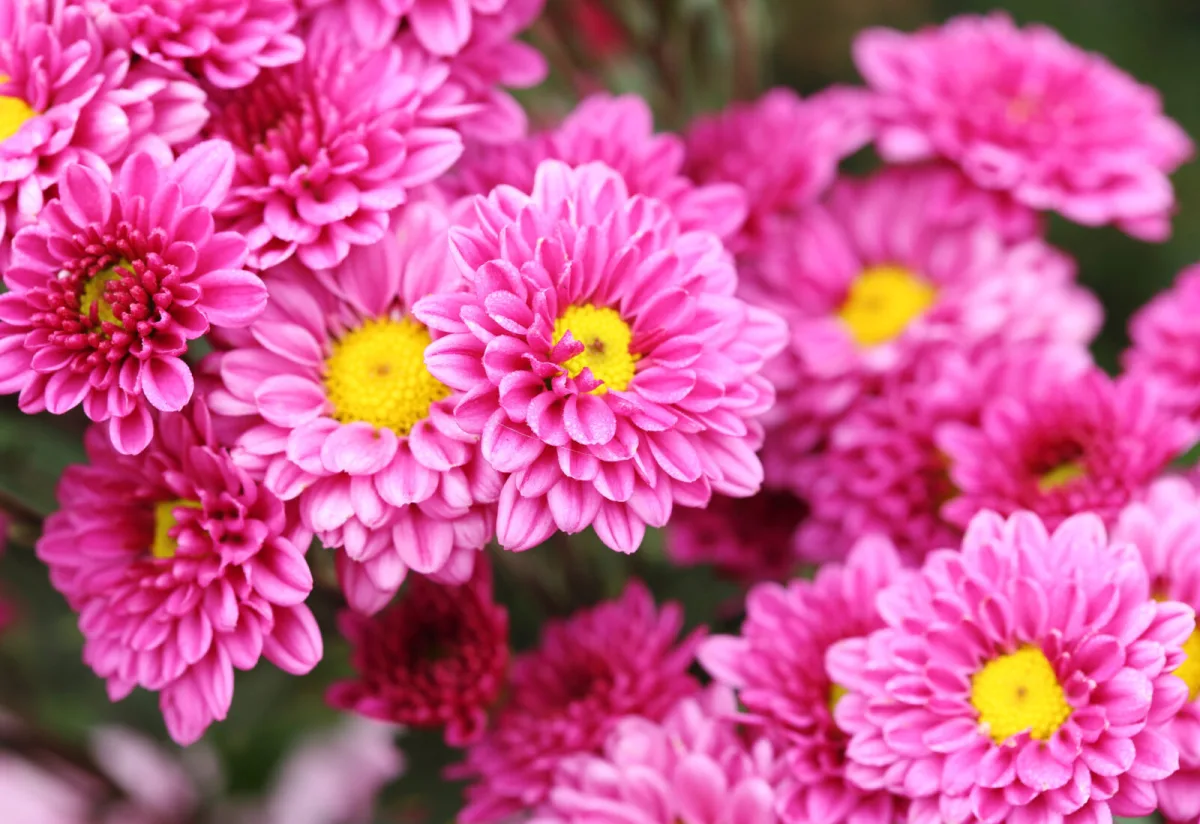 Autumn perennials bloom when everything else is winding down and keep the garden glowing until frost