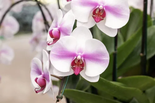 A Simple Kitchen Trick Can Turn a Fading Orchid Into a Plant Covered in Blooms
