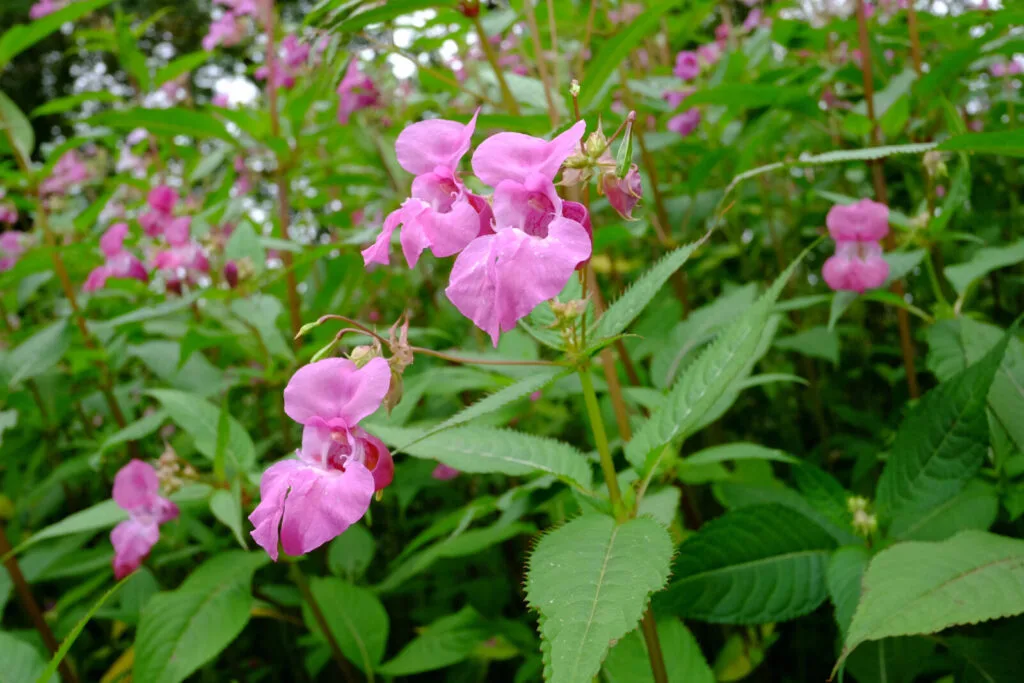 Himalayan balsam / Photo: Depositphotos