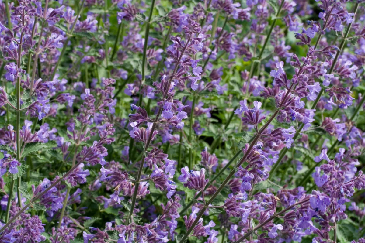 Hortelã-dos-gatos (Nepeta cataria) / Foto: Depositphotos