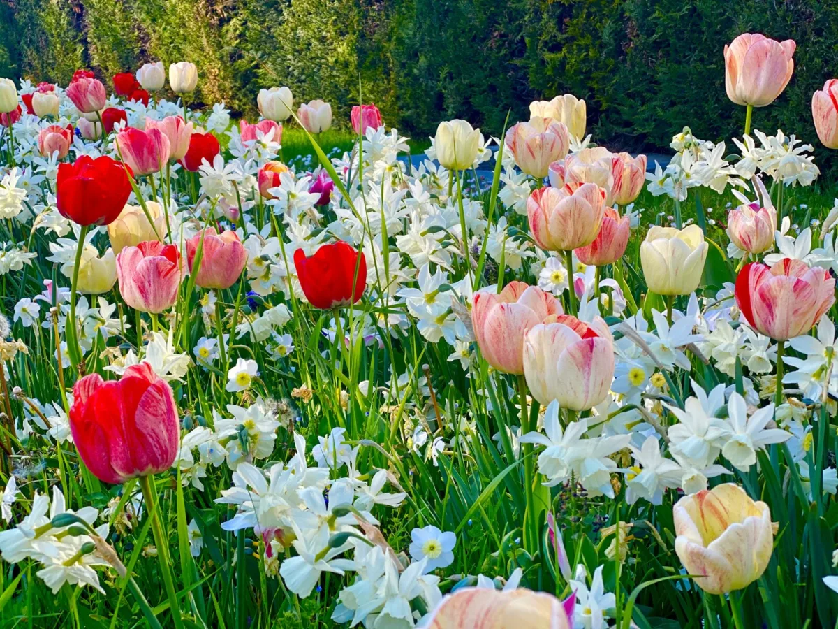 A Family Has Grown Bulbs for Over 120 Years These Tips Will Guarantee a Spring Full of Flowers