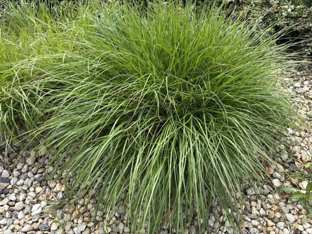 Ornamental grasses / Photo: Pestrazahrada.cz