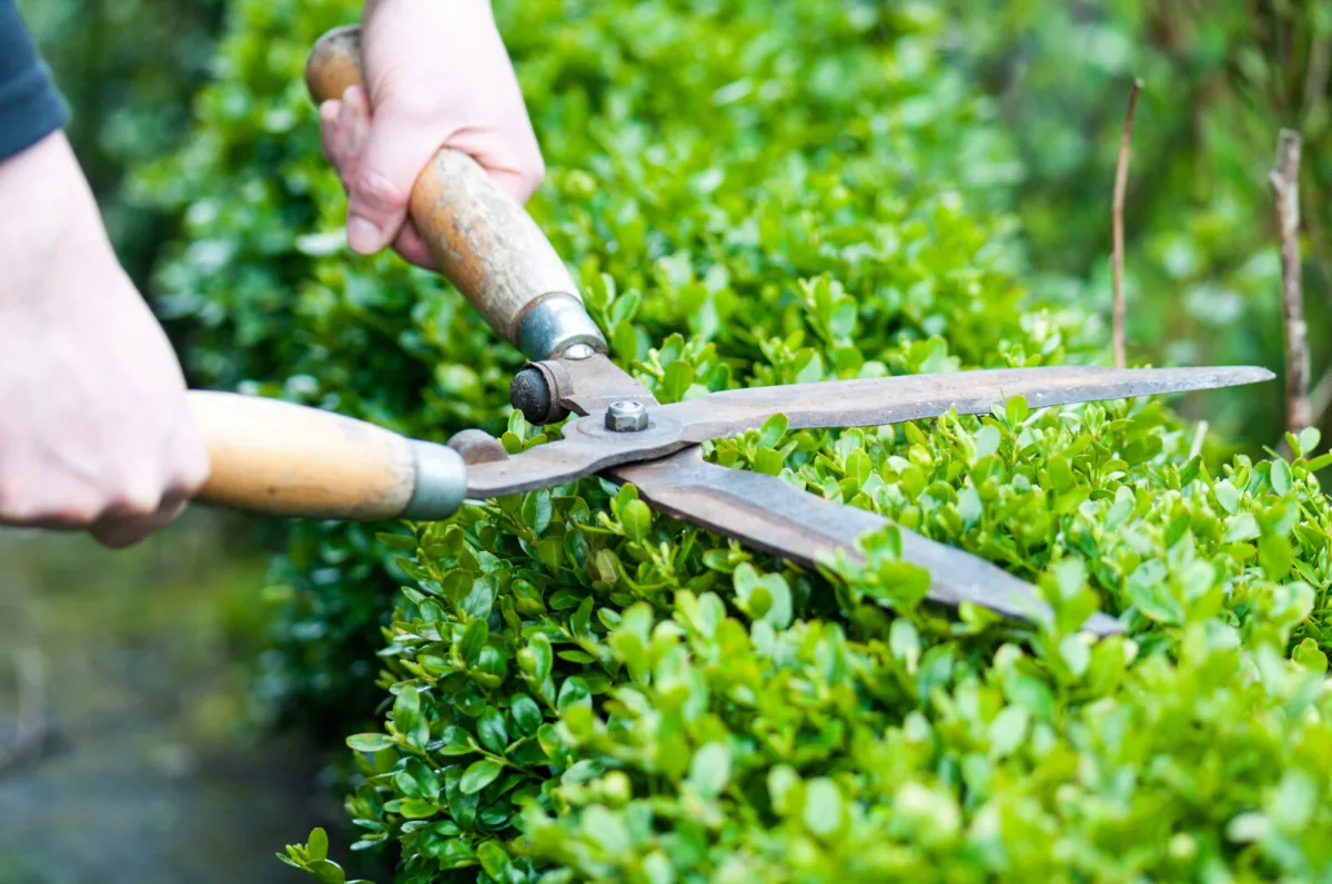 Trimming a hedge / Photo: Depositphotos