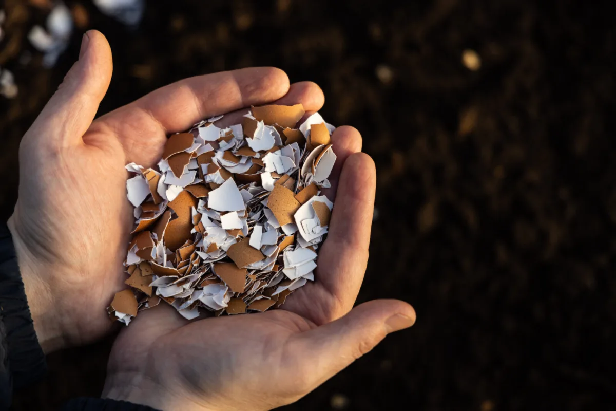 Why Early Autumn Is Ideal for Adding Eggshells to Garden Beds