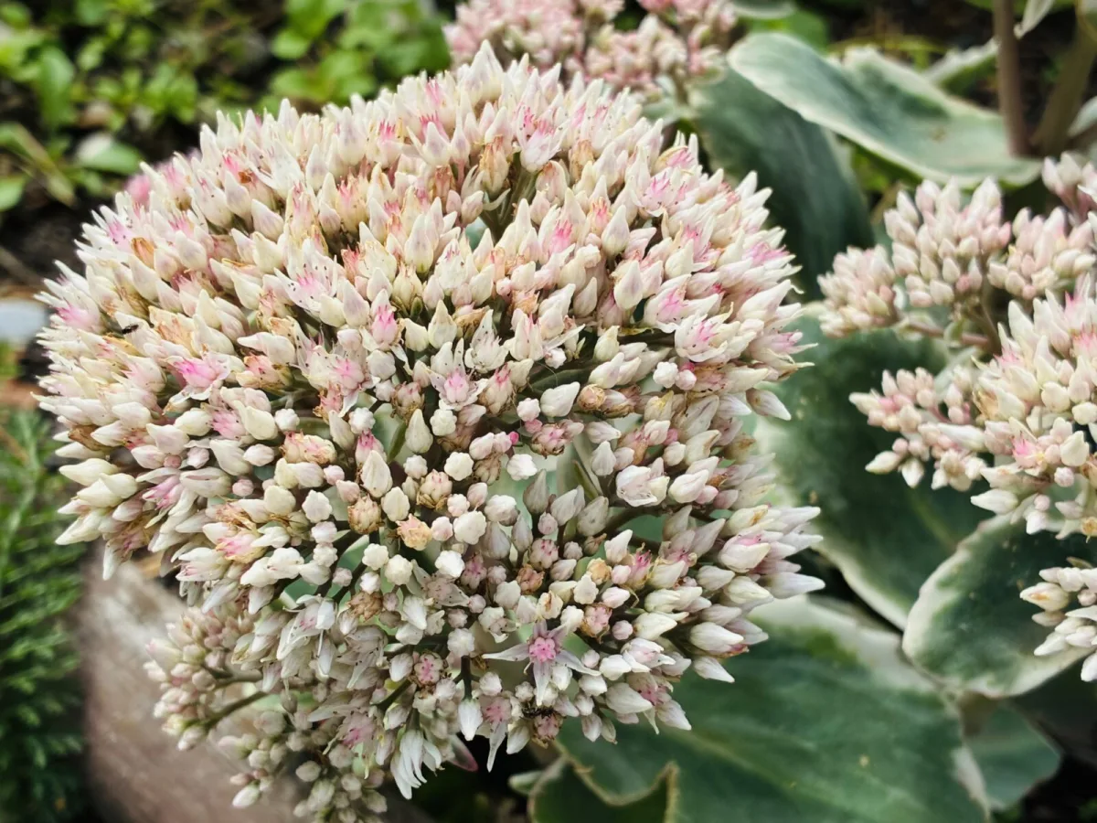 Sedum / Photo: Pestrazahrada.cz