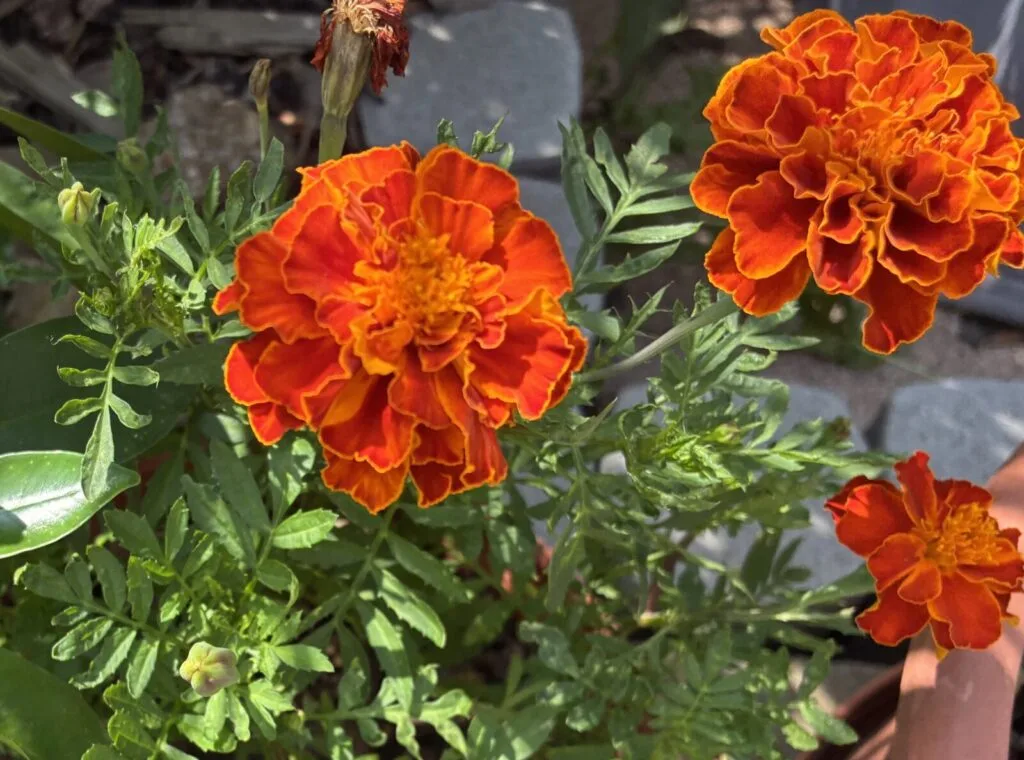 Clavel de moro (Tagetes erecta) / Foto: Pestrazahrada.cz
