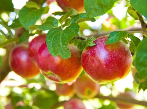 Picking fruit in your garden could end with a hefty state fine