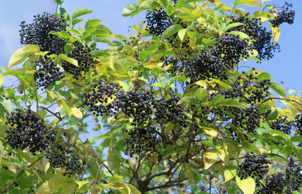 Black elder / Photo: Depositphotos