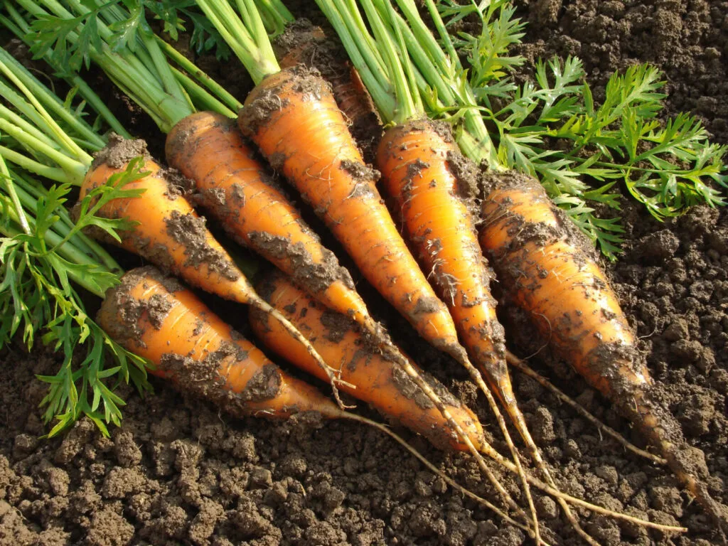 Harvested carrots / Photo: Depositphotos
