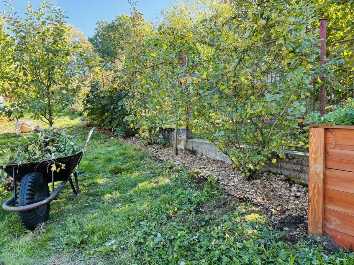 Raspberries, blueberries and elder need a different approach in autumn