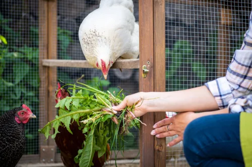 Which vegetables can chickens safely eat every day