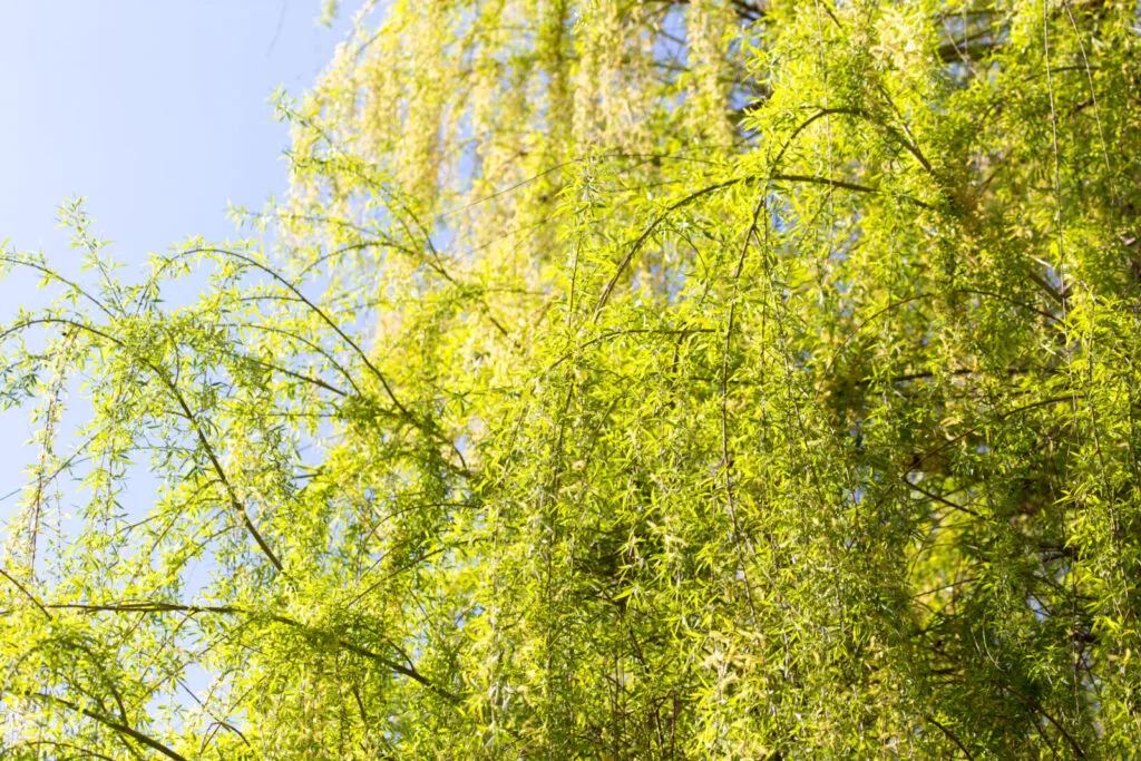 White willow / Depositphotos